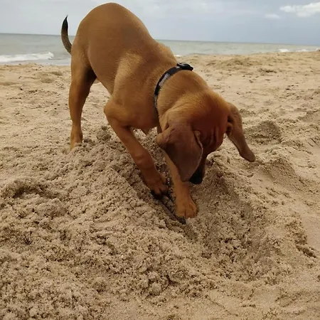 Διαμέρισμα Elvira, Grunwaldzka 12c *