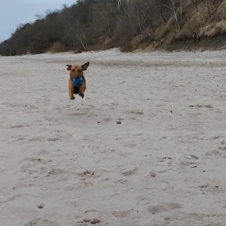 Elvira, Grunwaldzka 12c