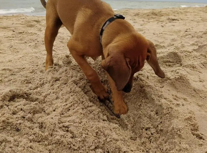 Apartmán Elvira, Grunwaldzka 12c *