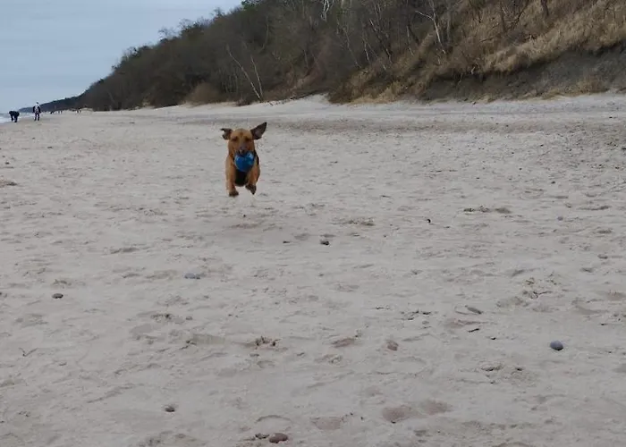 Elvira, Grunwaldzka 12c